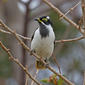 Immature Blue-faced Honeyeater