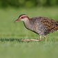 Buff-banded Rail