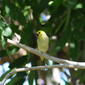 Meliphagidae>Lichenostomus penicillatus? plumed Honeyeater IMG8456