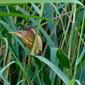 Little Bittern (Ixobrychus minutus)