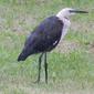 Ardea pacifica (White-necked Heron)