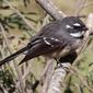 Rhipidura albiscapa alisteri (Grey Fantail)