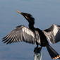 Anhinga (Anhinga anhinga)