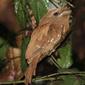 JJ350 --- Sri Lanka Frogmouth ---