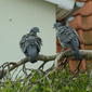 Columba palumbus