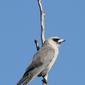 Black-faced Woodswallow 1594