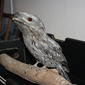 Podargidae>Podargus strigoides Tawny Frogmouth IMG8127