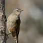 Brown Treecreeper (Climacteris picumnus)