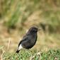 Pied Bushchat