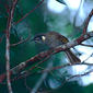 Graceful Honeyeater Meliphaga gracilis