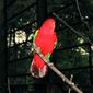 Chattering Lory Lorius garrulus