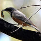 Pachycephala rufiventris (Rufous Whistler)