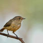 Buff-rumped Thornbill (Acanthiza reguloides)