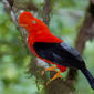 Galo-da-rocha (Rupicola peruvianus saturatus) - Macho