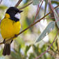 Golden Whistler (Pachycephala pectoralis)