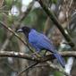 Azure Jay --- Cyanocorax caeruleus