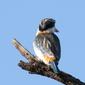 Red-backed Kingfisher 1550