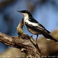 White-winged Triller (Lalage tricolor)