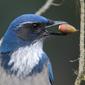 Western Scrub-Jay