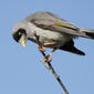 Noisy Miner