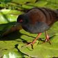 Spotless Crake (Porzana tabuensis)