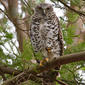 Powerful Owl (Ninox strenua)