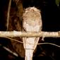 Sri Lanka frogmouth