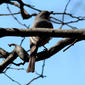 Pachycephala rufiventris (Rufous Whistler)