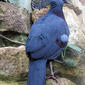 bristol.zoo.victoria.crowned.pigeon.arp.jpg