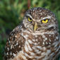 File:Burrowing Owl 4212.jpg