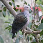 File:Green Imperial Pigeon RWD4.jpg