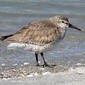 File:Red Knot RWD2.jpg