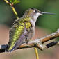 File:Ruby-throated Hummingbird (Archilochus colubris) RWD3.jpg