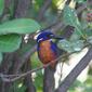 File:Azure Kingfisher (Alcedo azurea)2.jpg