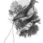 File:Natural History, Birds - Manucode.jpg