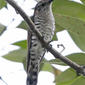 File:Little Bronze-Cuckoo (Chrysococcyx minutillus) - Flickr - Lip Kee.jpg