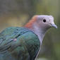 File:Green Imperial Pigeon RWD5n.jpg