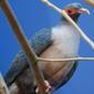 File:Papuan Mountain Pigeon 001.jpg