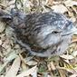 File:Australian Owlet-nightjar.jpg