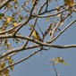 File:Small Minivet (Pericrocotus cinnamomeus) at Bharatpur I IMG 5315.jpg