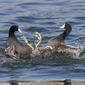 File:American Coots fighting.jpg