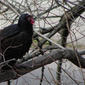File:Turkey vulture2.jpg