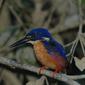 File:Azure Kingfisher Daintree.jpg