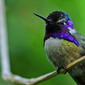 File:Hummingbird.jpg