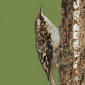 File:Brown creeper (Certhia americana).jpg