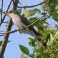 File:Coccyzus-americanus-001.jpg
