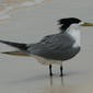 File:Greater Crested Tern RWD3.jpg