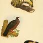 File:Beitrag zur fauna Centralpolynesiens. Ornithologie der Viti-, Samoa- und Tonga-inselnPl11.jpg