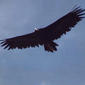 File:Black Vulture in flight.jpg