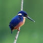 File:Azurekingfisher.jpg